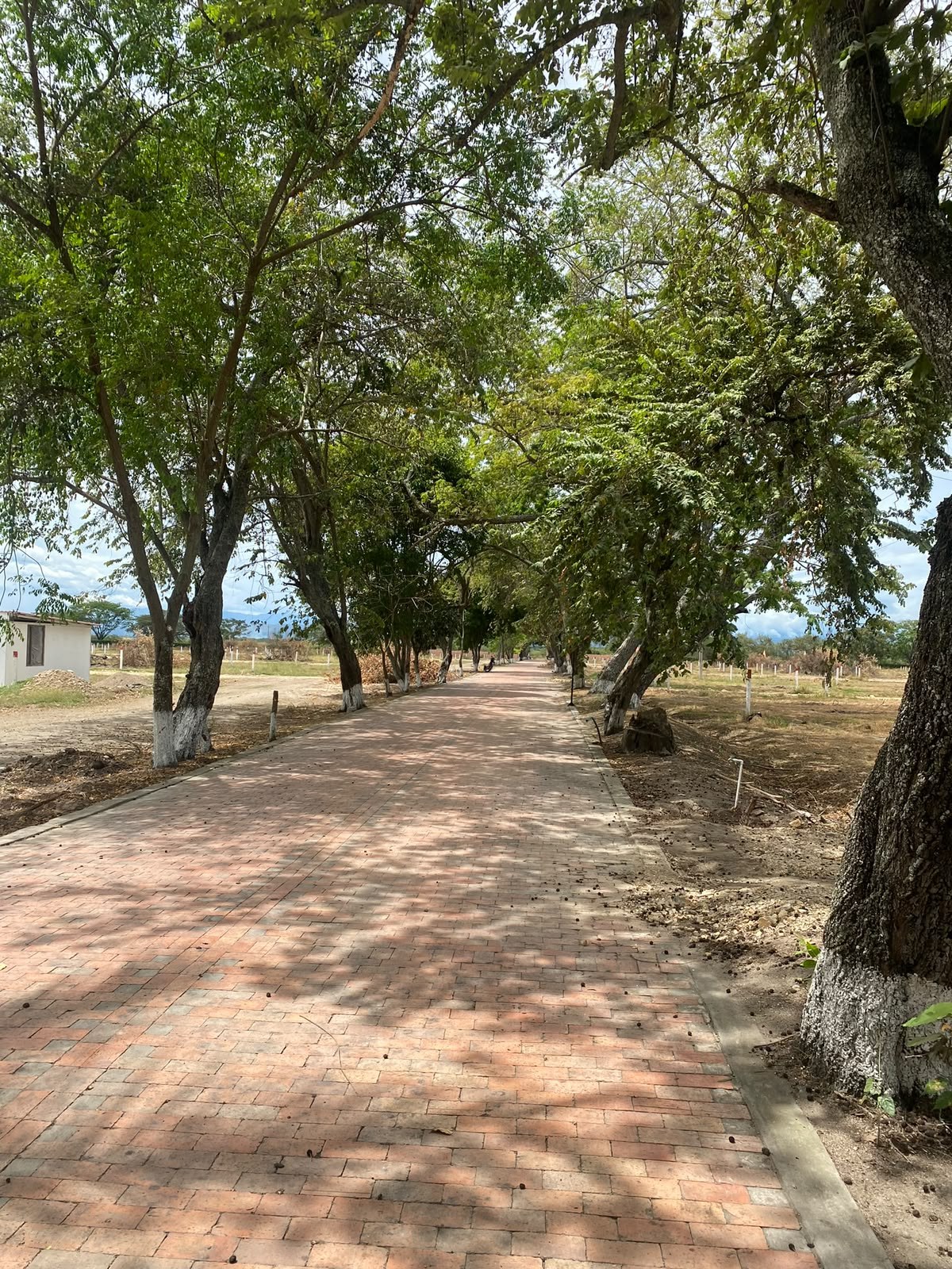 Sendero arborizado dentro del proyecto